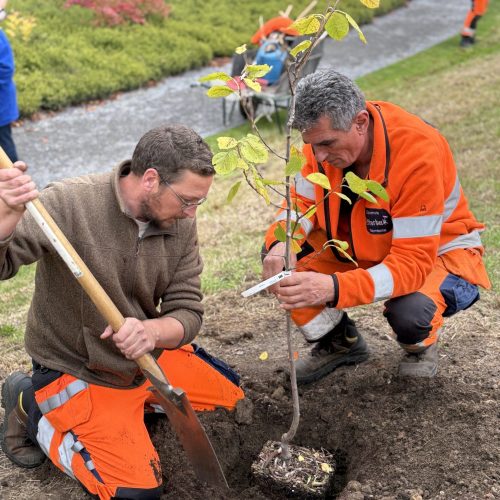 Souhait : Planter des arbres-+