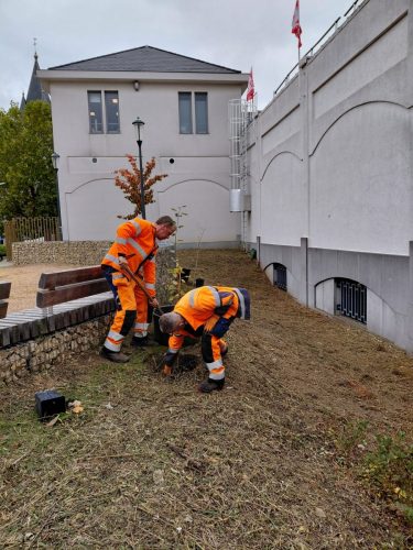 Souhait : Planter des arbres - 08-10-2025
